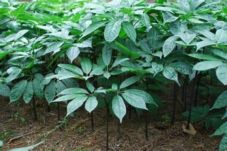 蟹爪兰开花应该用什么肥料 磷钾肥能促进花芽分化