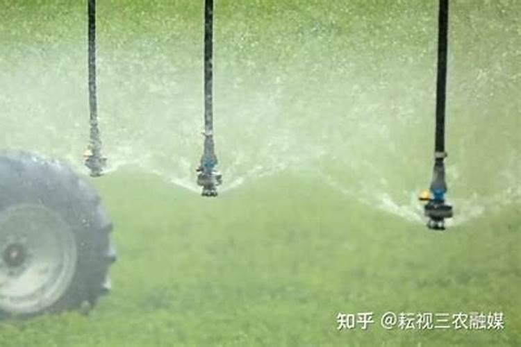 巧棵力水溶肥在芹菜上的效果如何？
