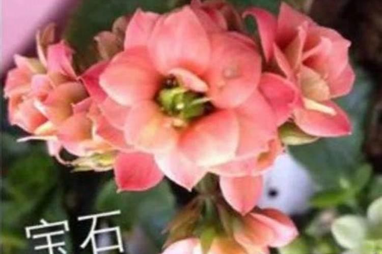 施什么肥 三角梅开花期间怎么施肥