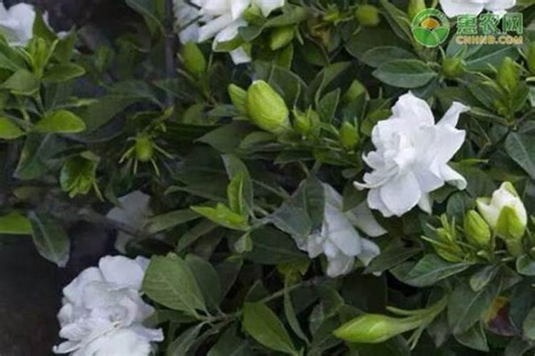 辣椒椒苗很小就长花苞怎么办