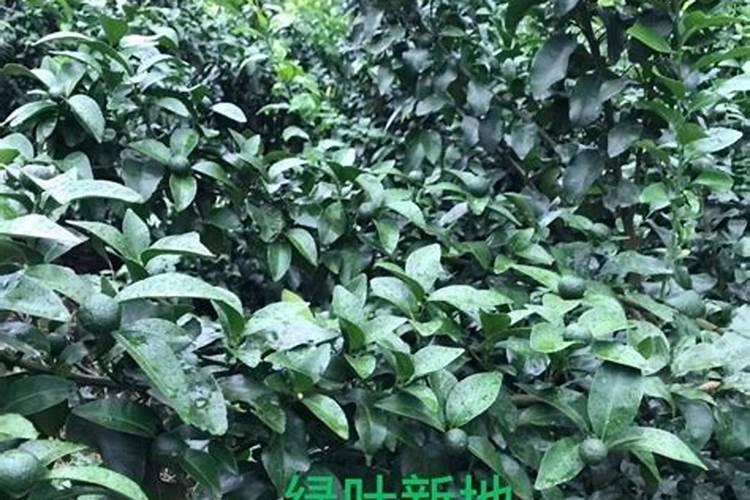 绿叶神露得叶面肥怎么样