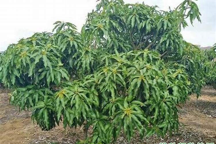 梨树中的微量元素有哪些作用？