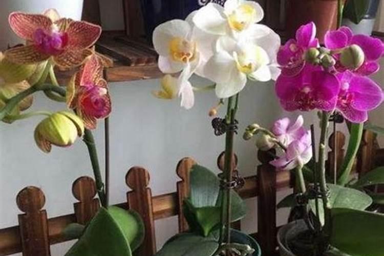新买的花多久开始施肥 新花上手多久开始施肥
