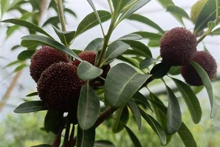 冬天怎么给植物浇水(冬天室内植物浇水的正确方法)
