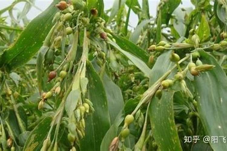 发酵的薏仁米汤可以用做花肥浇花吗？比如吊兰类的花草