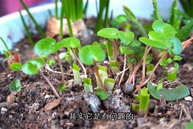 辣椒苗不爱长,可以用叶面肥吗？