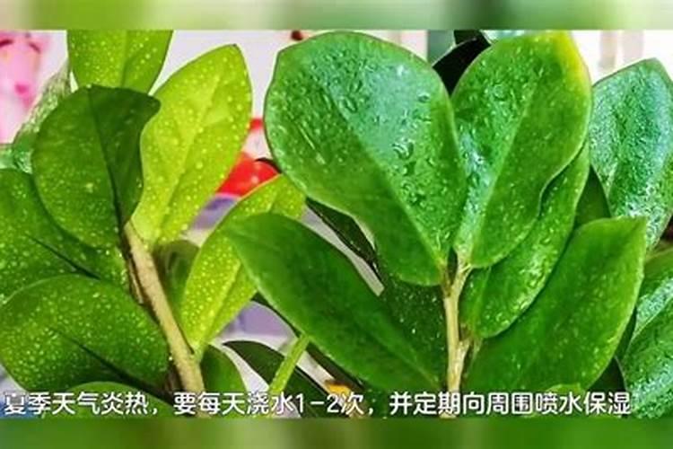 如何给金钱树施肥长得好