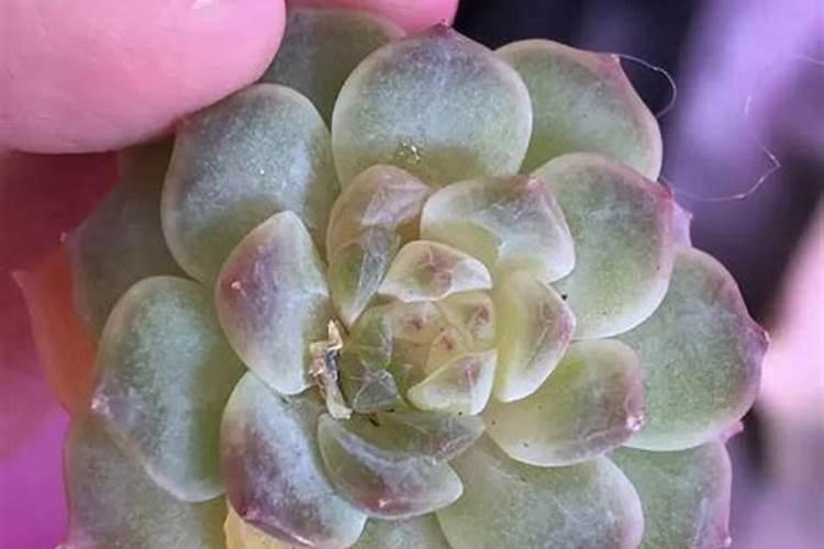 种红薯用哪种肥料做底肥