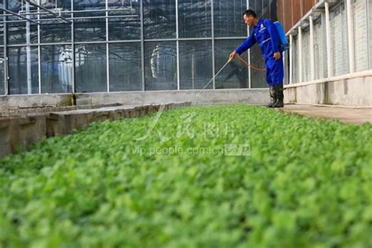 油菜施肥的最佳时期