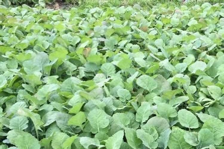 油菜苗可以喷叶面肥吗