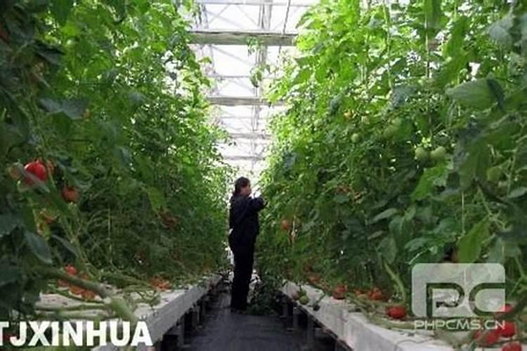 大棚番茄施肥方法
