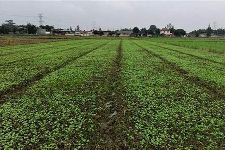 栽油菜仔苗什么时候放肥料最好