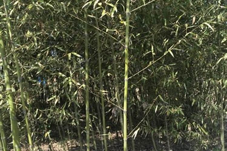 竹子种植如何施肥
