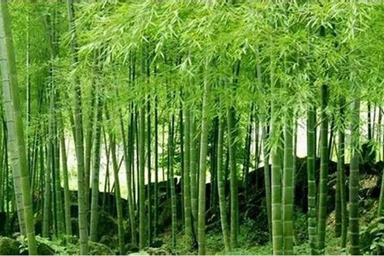 毛竹怎样施肥