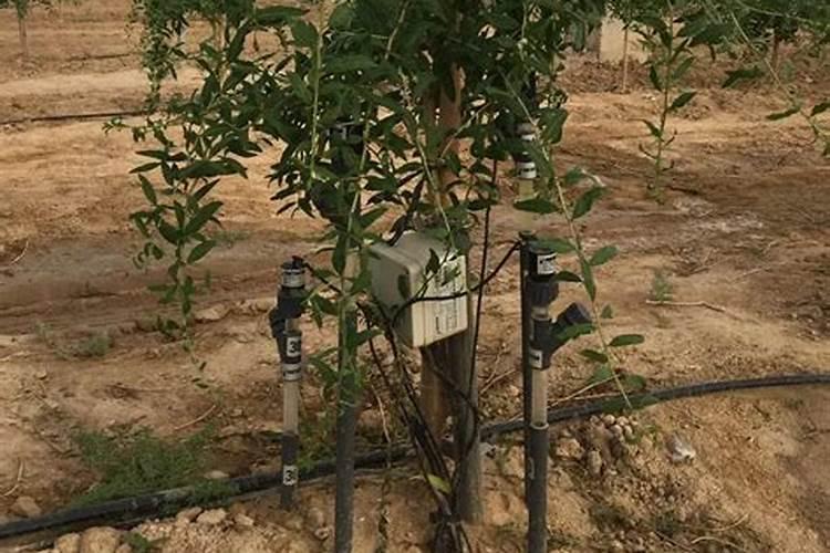 花生对于肥料的需求有哪些 哪种叶面肥可促花生高产