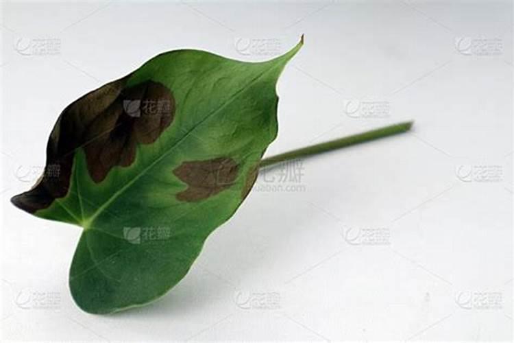 果树缺素症症状表现及诊断方法