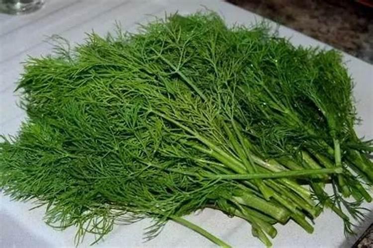 芦苇什么季节生长什么季节是芦苇的生长季