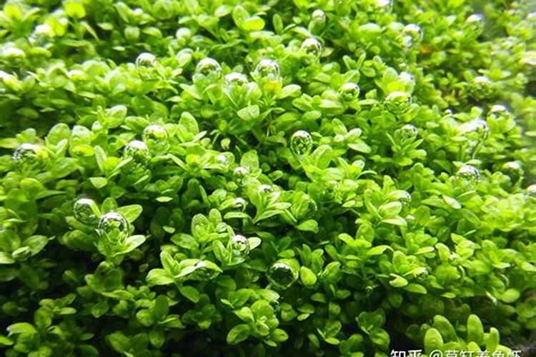 南瓜追肥用什么肥料好