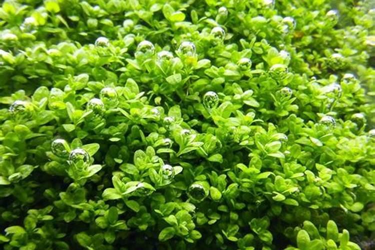 爬地矮珍珠寿命