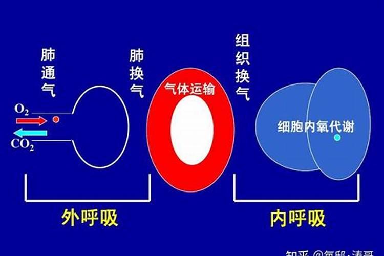 室内种什么盆栽植物最好净化空气