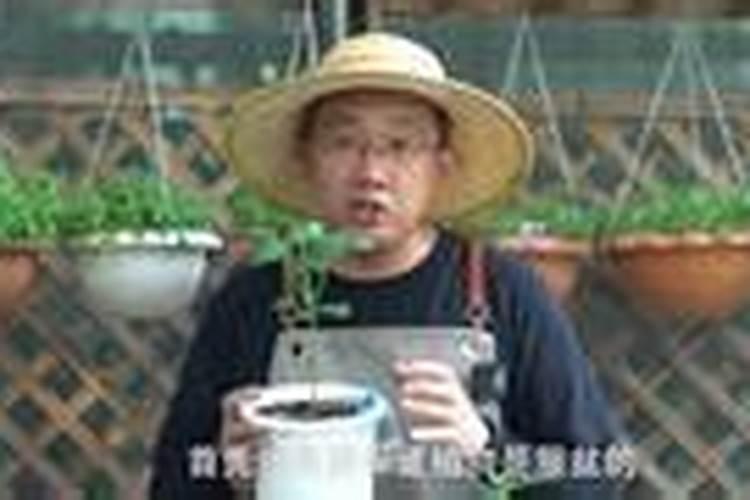 花生需要几种叶面肥啊