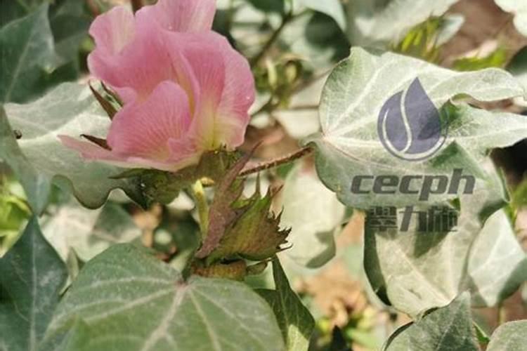干竹子怎样防裂