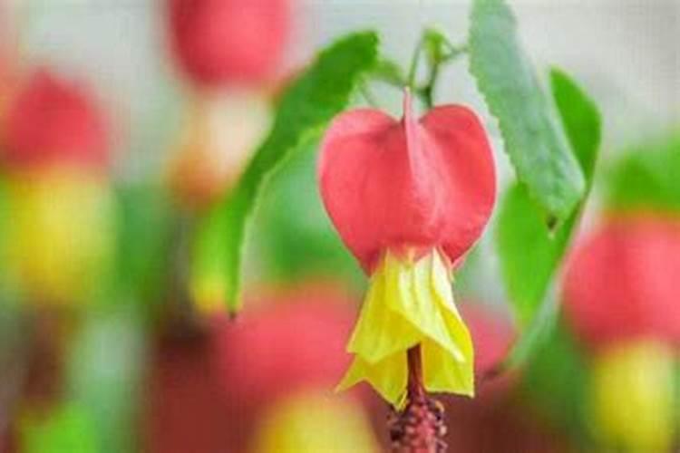 灯笼花浇什么肥料合适