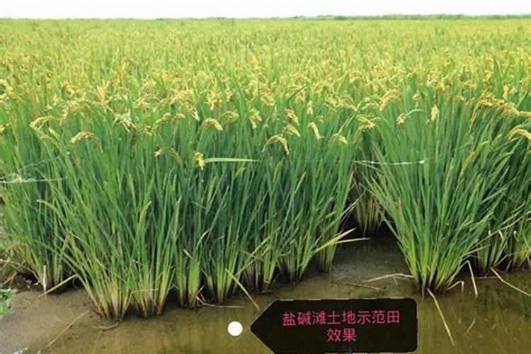 复合肥黑色的好还是白色的好