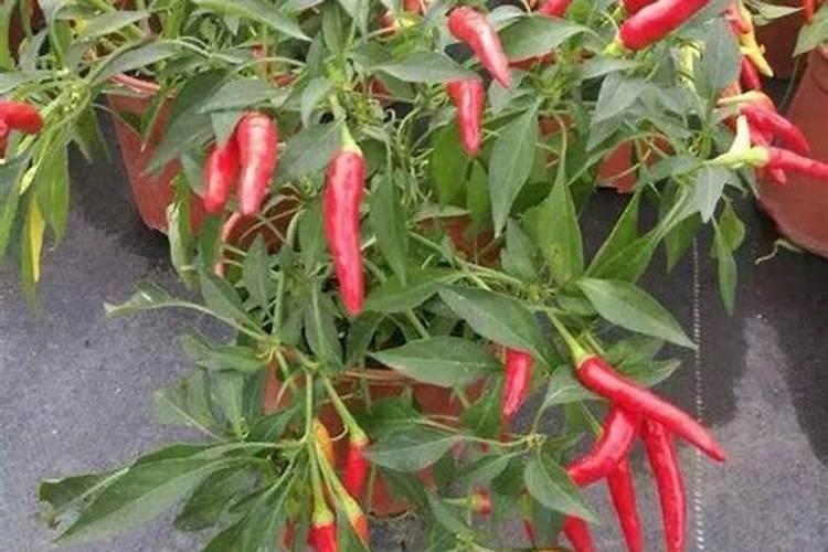 磷酸二氢钾和尿素、芸苔素内酯、硼肥如何搭配用？效果怎样啊？