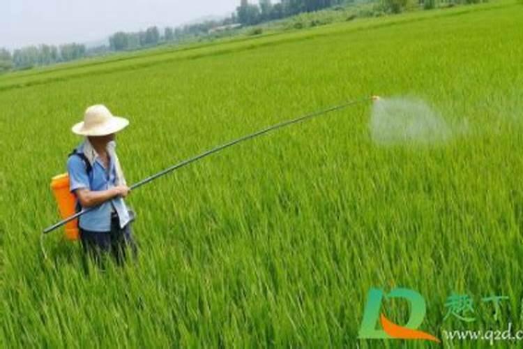 桃树硬核期后,喷施钙肥重要还是钾肥重要？