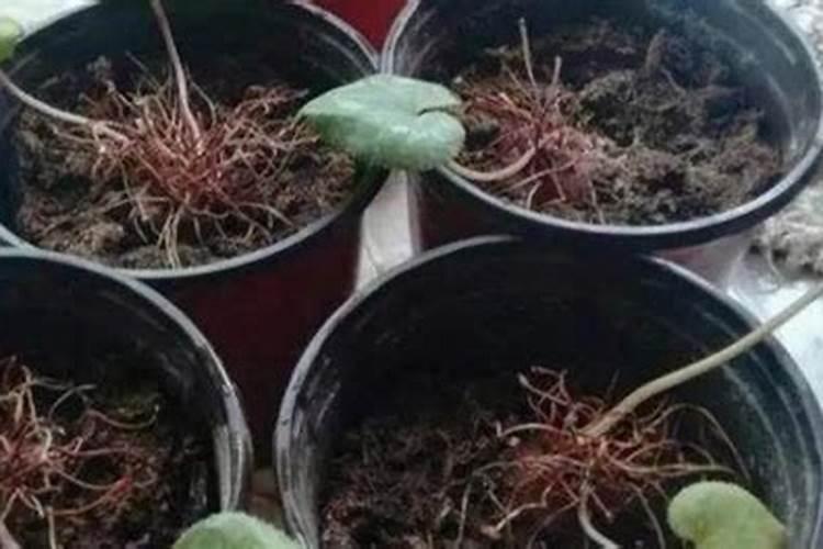 茄子黄叶病的原因及治疗处理方法