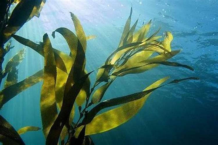 海藻肥海藻肥的主要成分