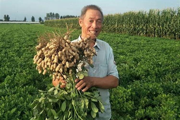 重复种花生的地施什么药防重茬