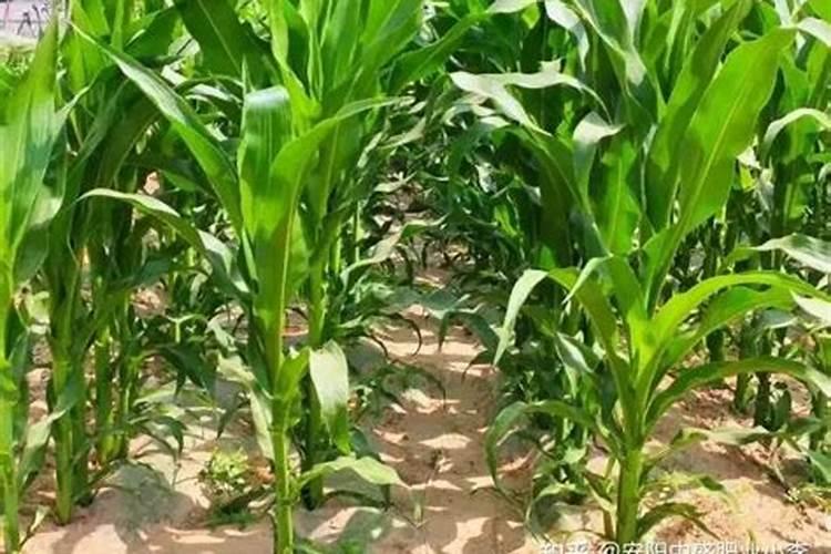 玉米施加钙肥的最佳时间 什么时候使用合适