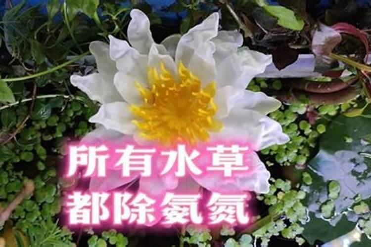氮肥如何被植物吸收的？