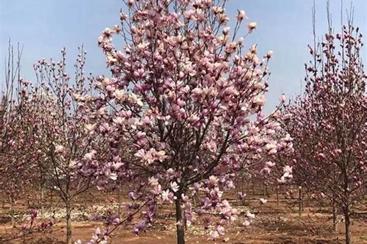 ...花树5月份栽培,现在有4个月了,可以施氮或者氮磷钾肥吗？