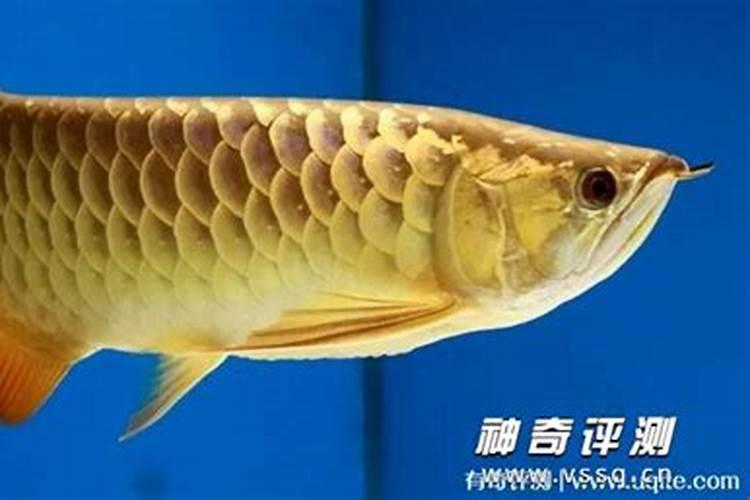 桃树施钾肥在什么时候 使用注意事项有哪些