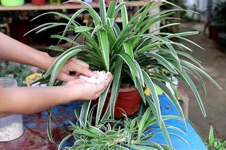 尿素可以做花肥吗？