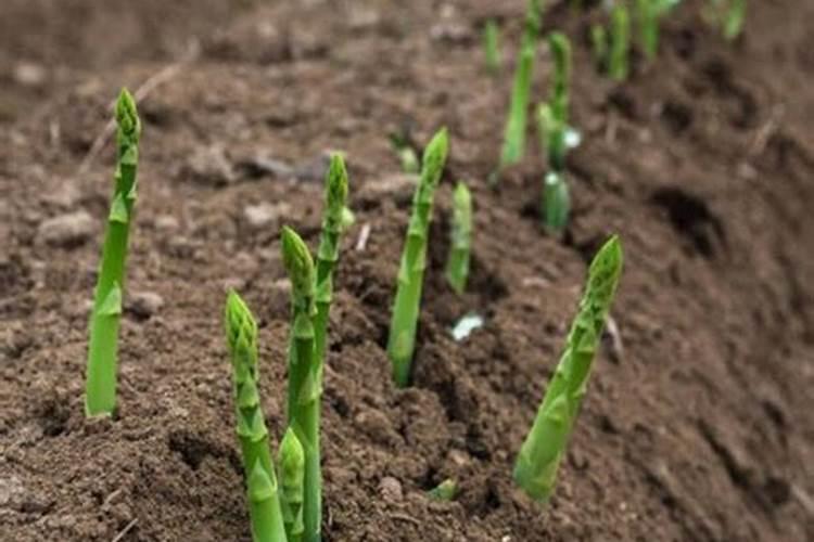 天脊硝酸磷肥80斤多少钱一袋