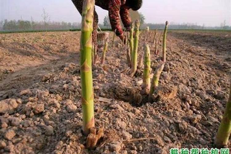 芦笋定植后要如何管理 芦笋施肥方法