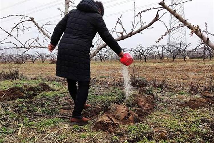 猕猴桃萌芽肥施什么肥最好