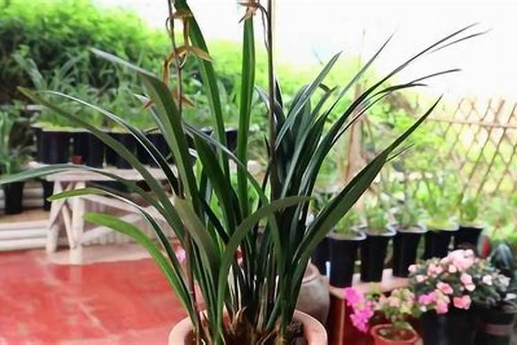 兰花怎么养殖年年都能开花
