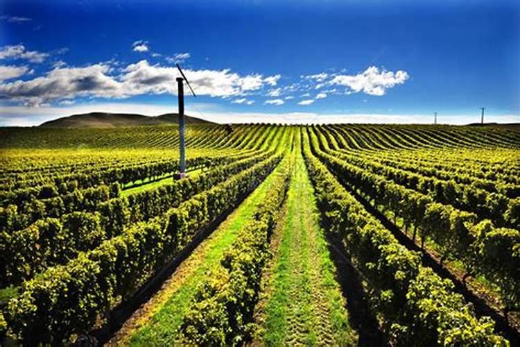 遍地牛羊的新西兰为什么是发达国家