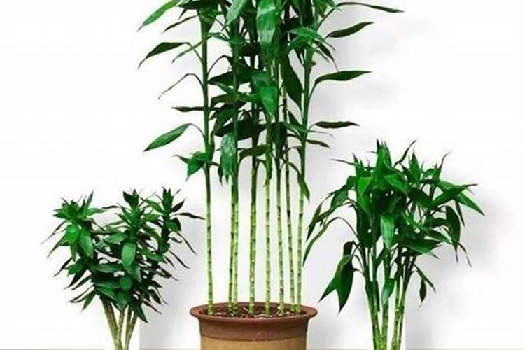 怎样种植富贵竹