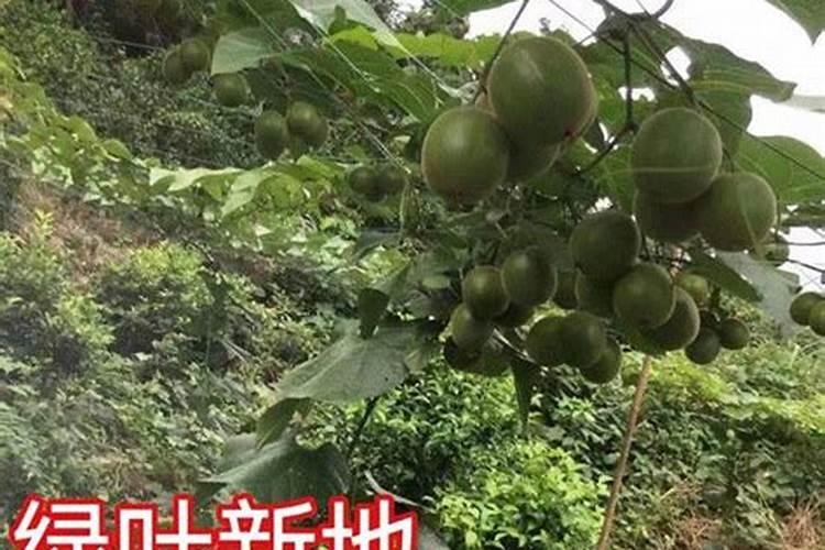 种罗汉果施什么肥