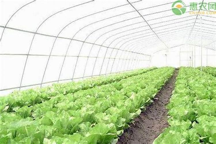 为什么在石灰性土壤上施用铵态氮比施用硝态盐更好？