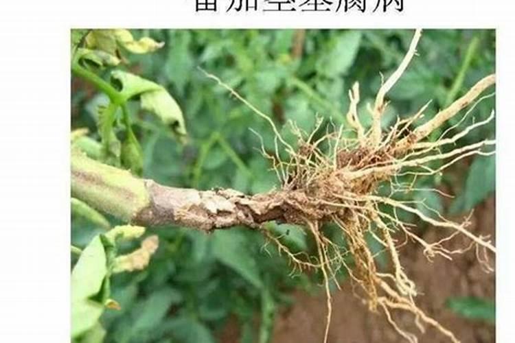 君子兰多久服盆,一般多长时间服盆