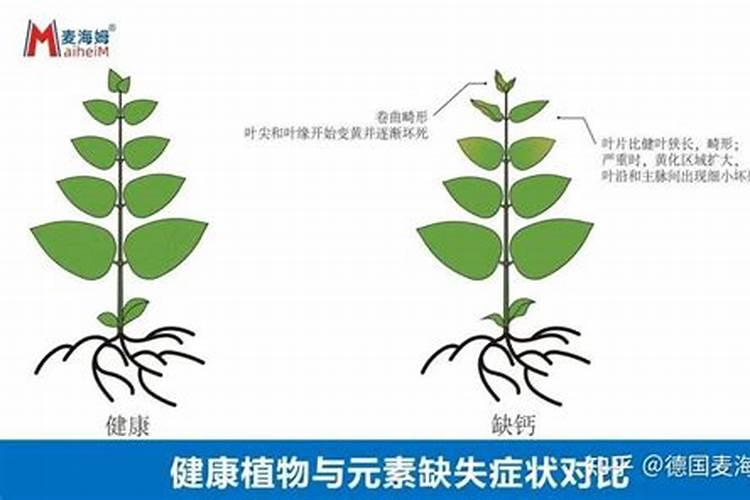 中量元素篇:各种元素的生理作用以及元素缺乏症状表现