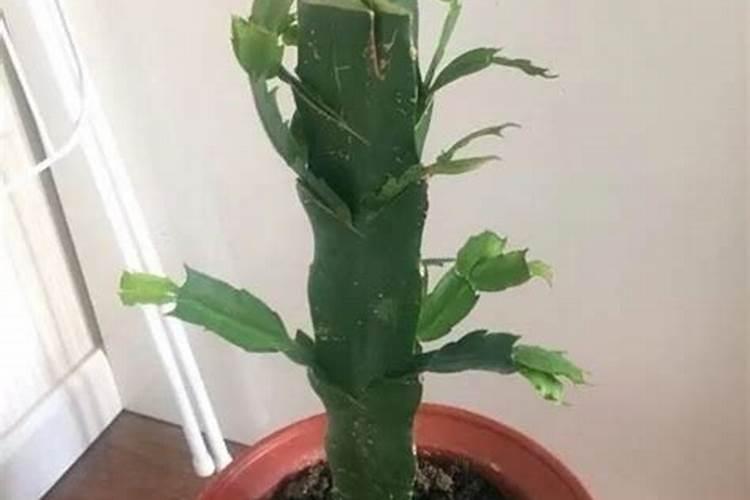 蟹爪莲打咕朵几天浇次水
