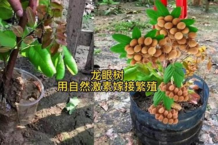 广西省崇左市的龙眼树喷什么药能使它开花？